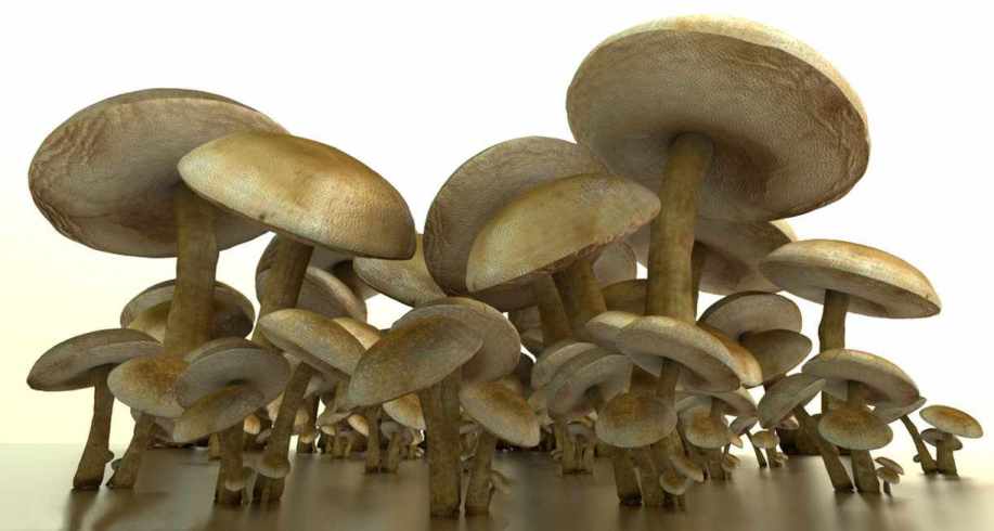 mushrooms by DennisH2010