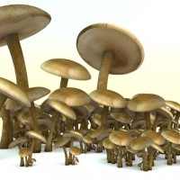 Here are a bunch of mushrooms.diffuse, specular and normalmap texture = 2048 px.