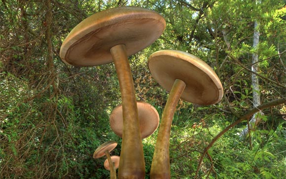 Mushrooms by DennisH2010