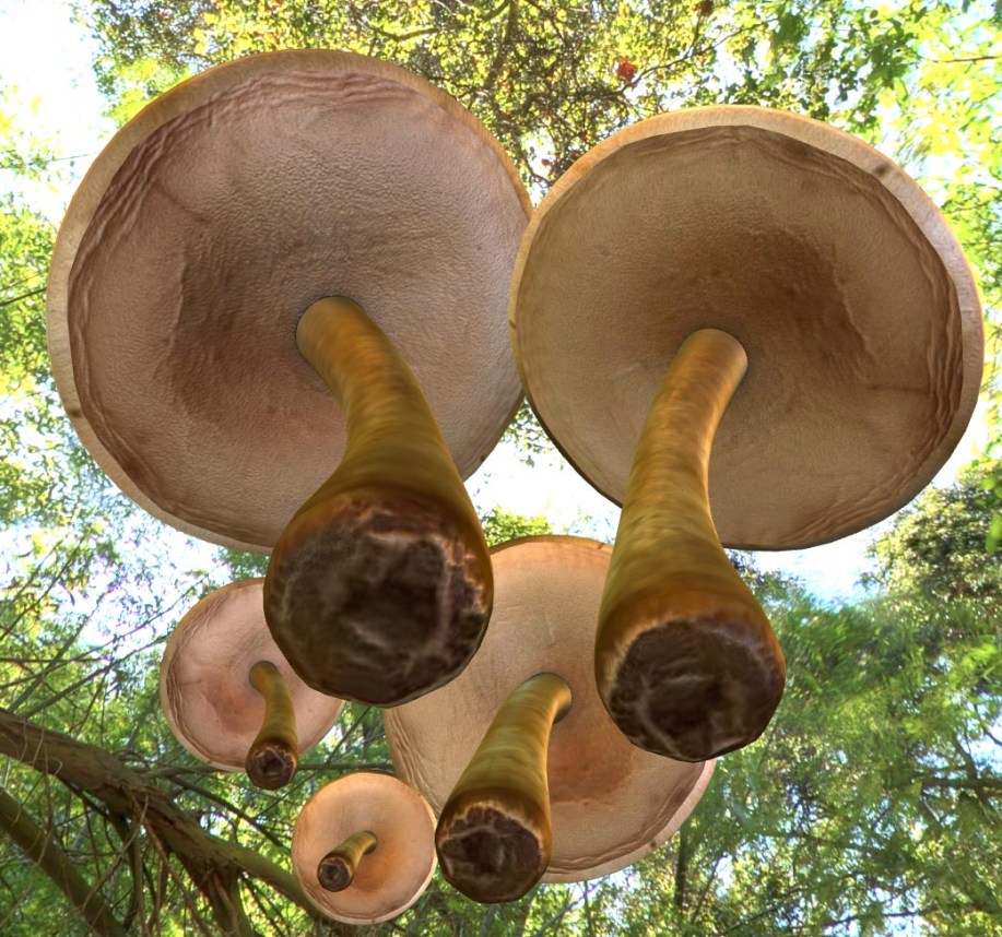 mushrooms