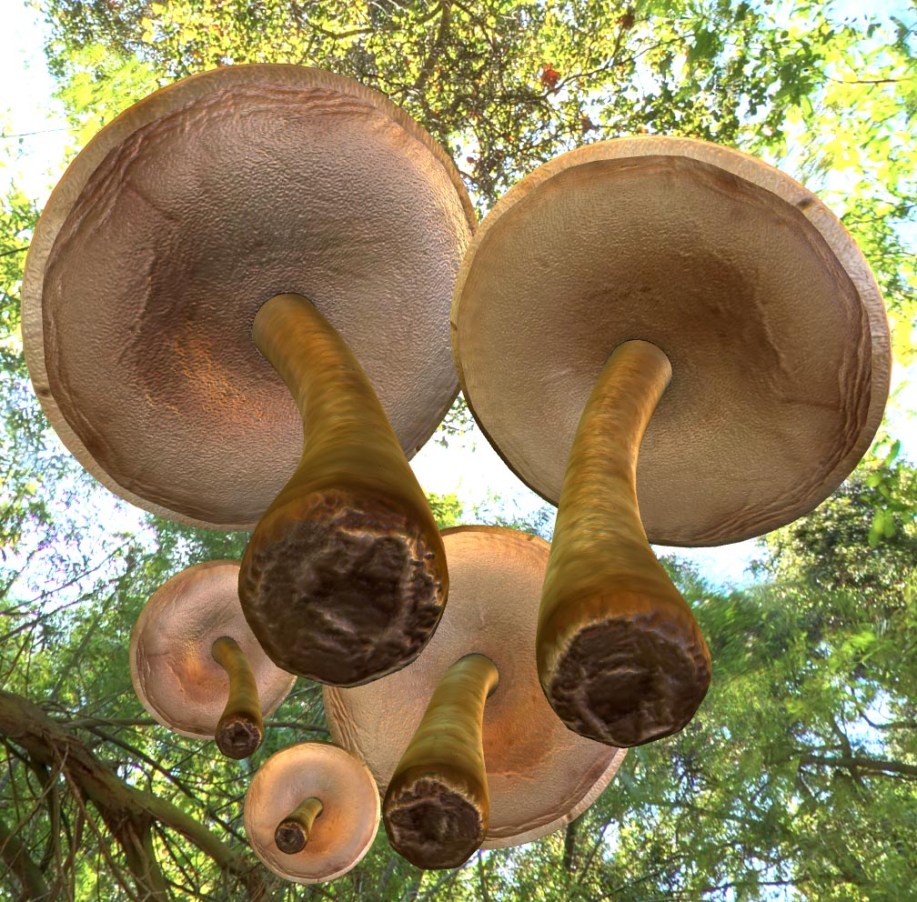 mushrooms