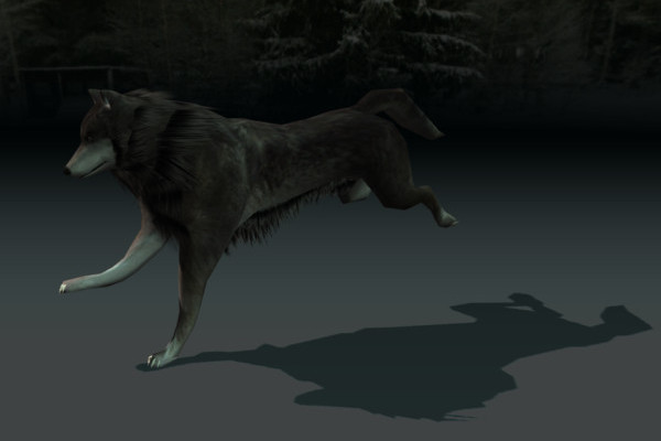 Wolf run cycle Animated on studio verold