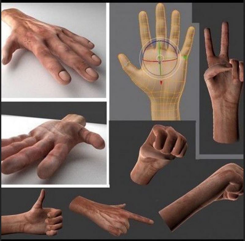 3d anatomy