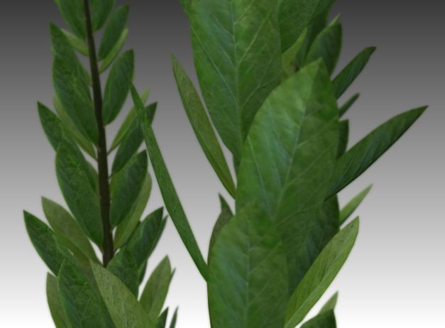 3d-model-indoor-plant-rigged-low-poly-jpg-14