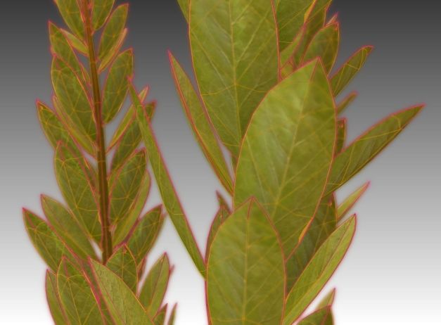 3d-model-indoor-plant-rigged-low-poly-jpg-9