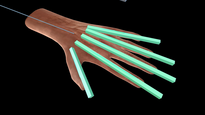 3d-model-rigged-hands-3d-model-low-poly-animated-low-poly-anatomy-2
