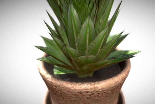 Indoor Pot Plant 1