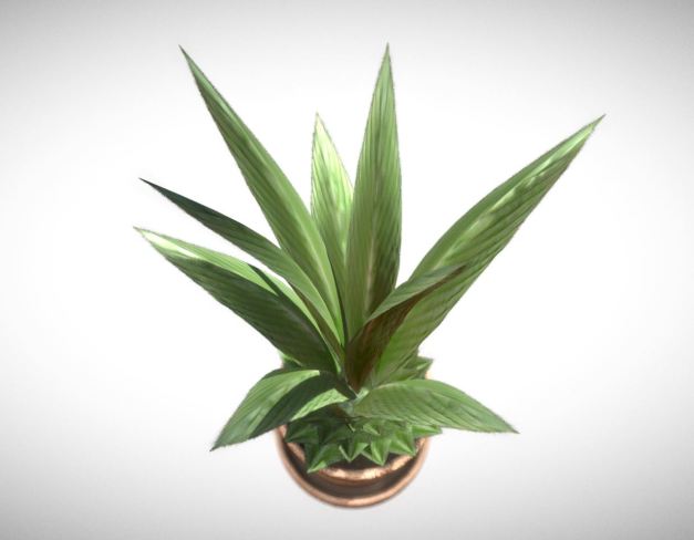 Indoor Pot Plant 1 (4)