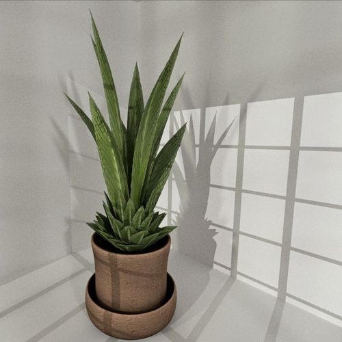 Indoor Pot Plant 1
